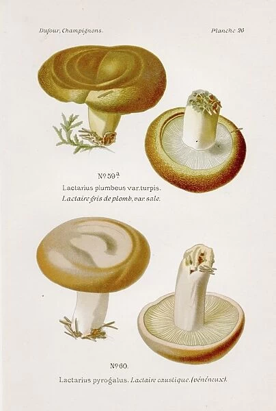 Poison mushroom 1891