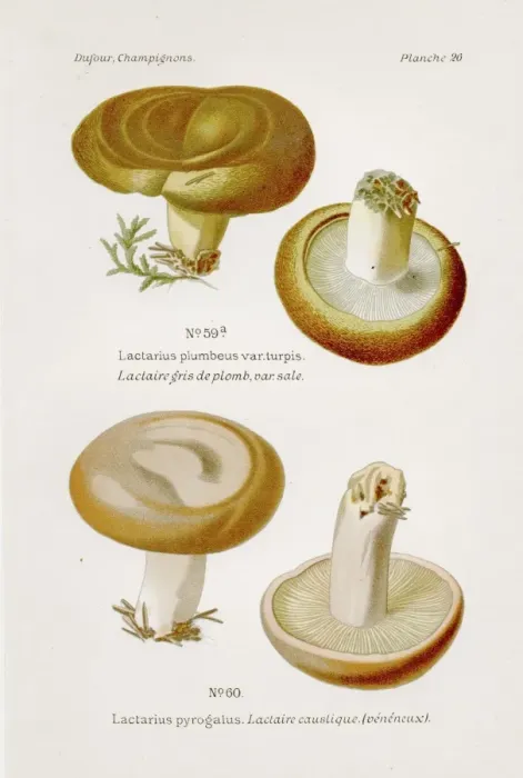 Framed Print : Poison mushroom 1891