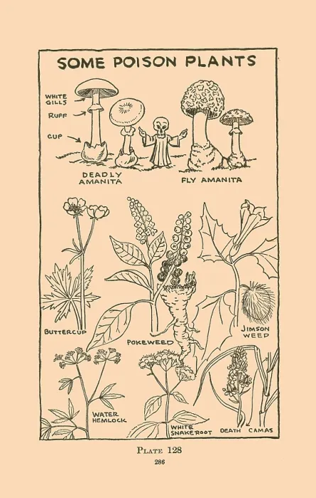 Framed Print : Some Poison Plants Framed Print : Some Poison Plants