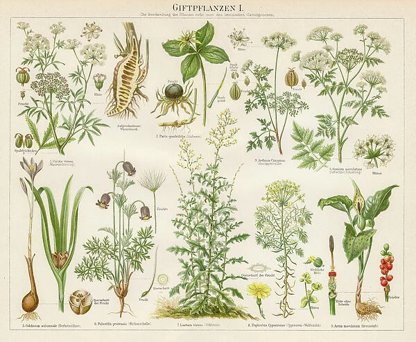 Poison plants lithograph 1895