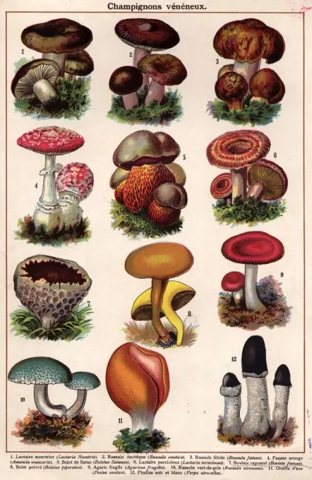 Framed Print : Poisonous Fungi Framed Print : Poisonous Fungi