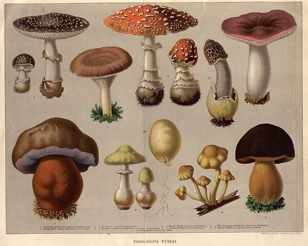 Poisonous Fungi