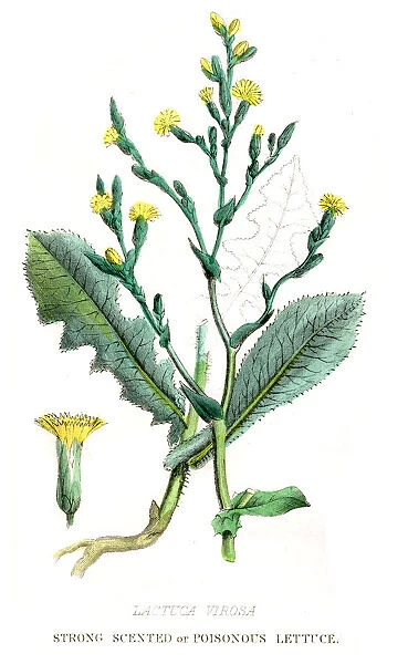 Poisonous Lettuce botanical engraving 1857