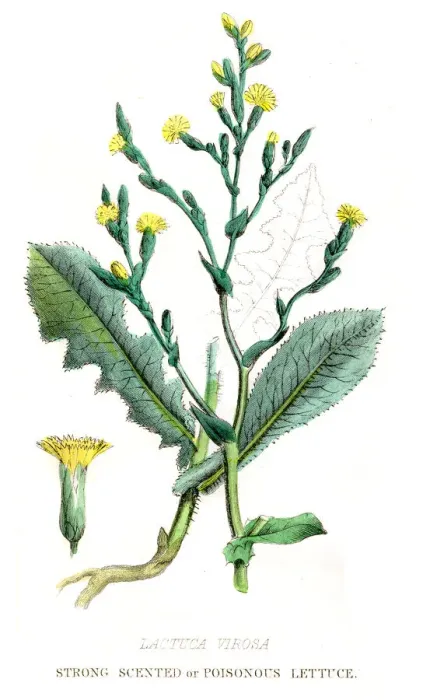 Framed Print : Poisonous Lettuce botanical engraving 1857 Framed Print : Poisonous Lettuce botanical engraving 1857