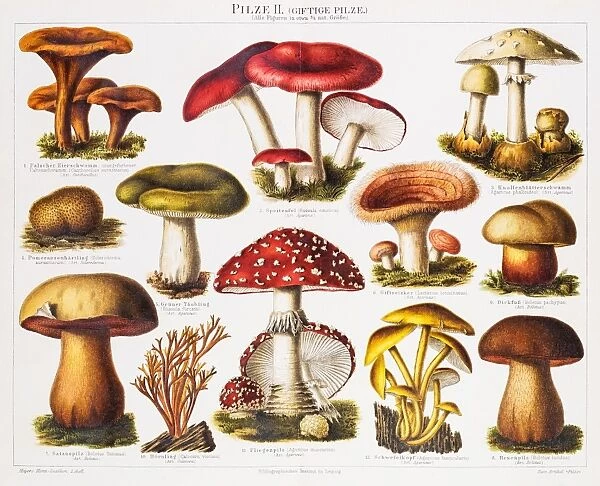 Poisonous Mushrooms Chromolithograph 1896