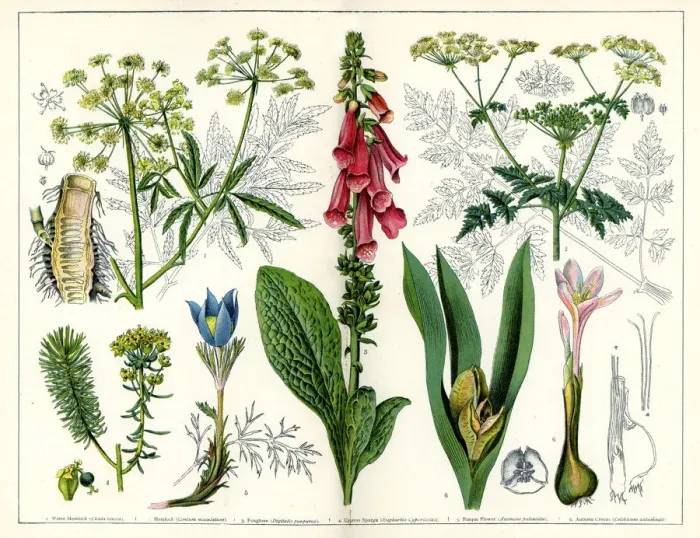 Framed Print : Poisonous Plants Framed Print : Poisonous Plants