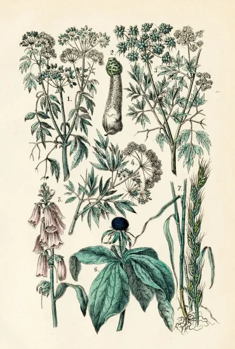 Framed Print : Poisonous Plants engraving 1872 Framed Print : Poisonous Plants engraving 1872