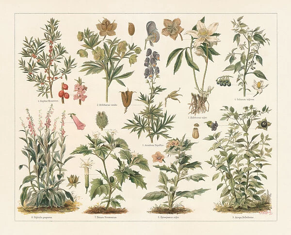 Poisonous plants, lithograph, published in 1897