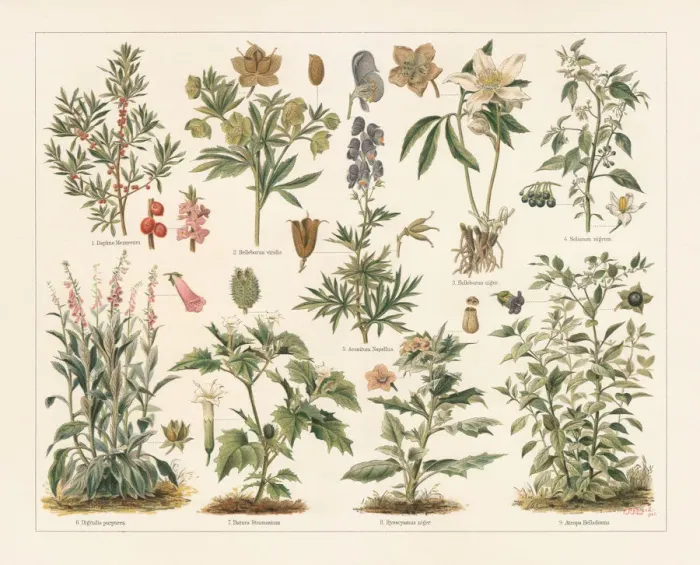 Framed Print : Poisonous plants, lithograph, published in 1897 Framed Print : Poisonous plants, lithograph, published in 1897