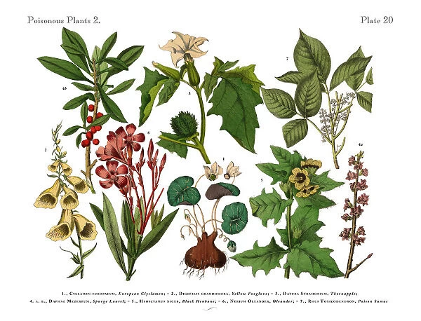 Poisonous and Toxic Plants, Victorian Botanical Illustration