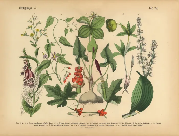 Framed Print : Poisonous and Toxic Plants, Victorian Botanical Illustration Framed Print : Poisonous and Toxic Plants, Victorian Botanical Illustration