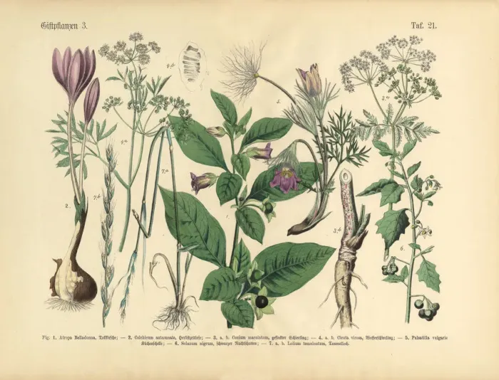 Framed Print : Poisonous and Toxic Plants, Victorian Botanical Illustration Framed Print : Poisonous and Toxic Plants, Victorian Botanical Illustration