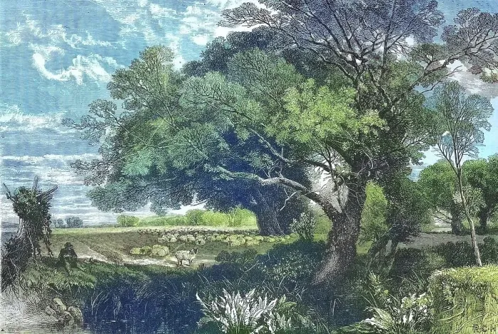 Framed Print : The Poitou countryside in western France, in the month of May, with old trees and a flock of sheep, 1869, France, Historic, digitally restored reproduction of an original 19th century painting, exact original date not known Framed Print : The Poitou countryside in western France, in the month of May, with old trees and a flock of sheep, 1869, France, Historic, digitally restored reproduction of an original 19th century painting, exact original date not known