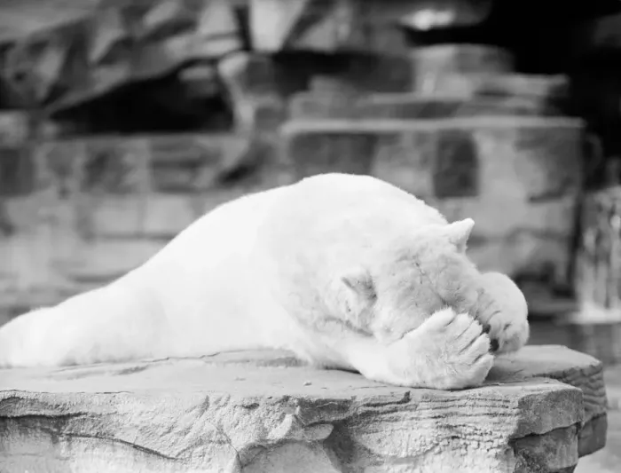 Framed Print : Polar bear Framed Print : Polar bear
