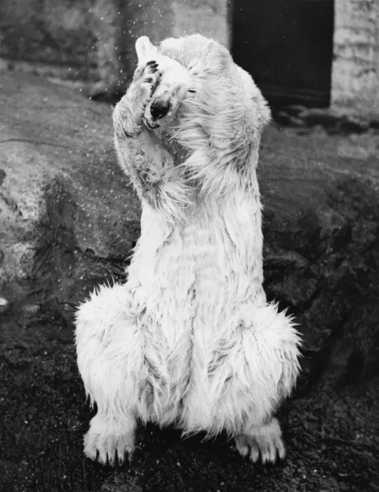Framed Print : Polar Bear Framed Print : Polar Bear
