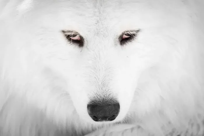Framed Print : Polar bear Framed Print : Polar bear