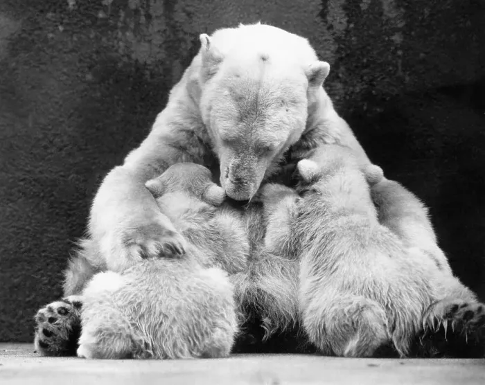 Framed Print : Polar Bear With Her Babies Framed Print : Polar Bear With Her Babies