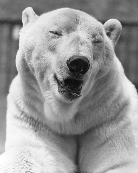 Polar Bear Close-Up