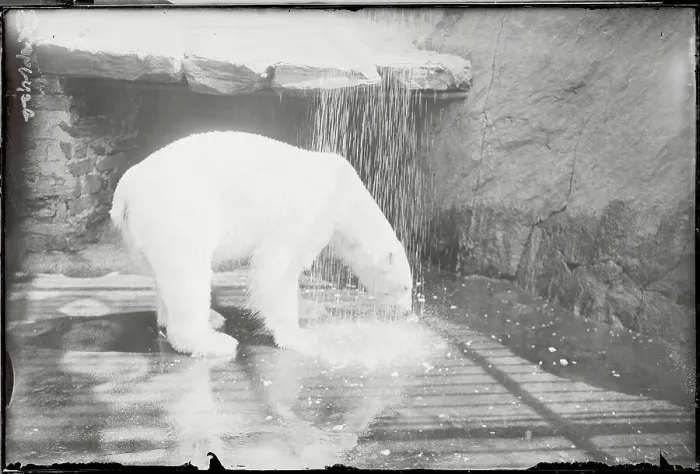 Framed Print : Polar Bear Cooling Off