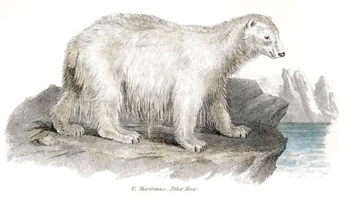 Framed Print : Polar bear engraving 1803 Framed Print : Polar bear engraving 1803