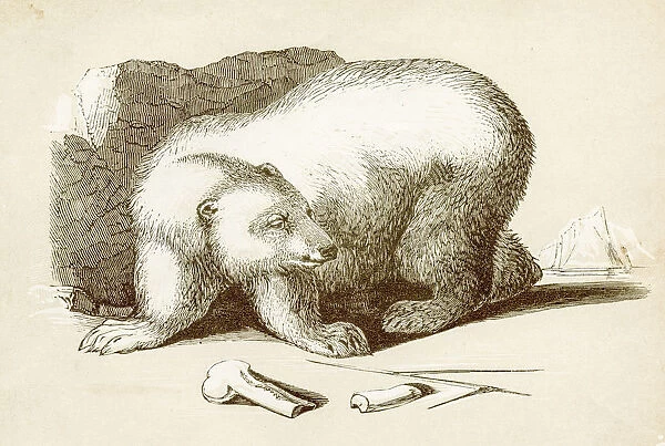 Polar bear engraving 1851