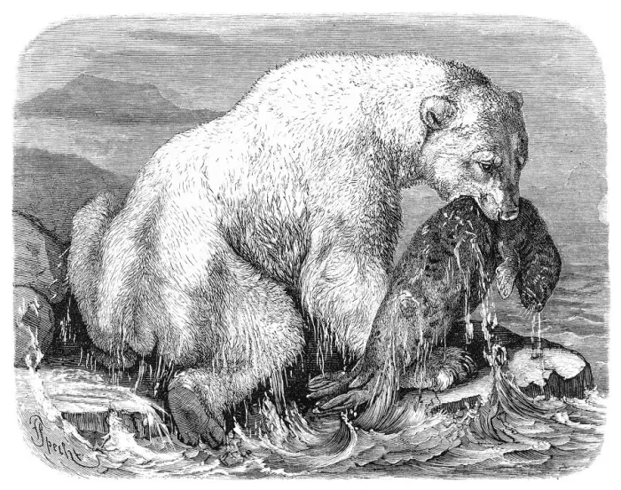 Framed Print : Polar Bear engraving 1882 Framed Print : Polar Bear engraving 1882