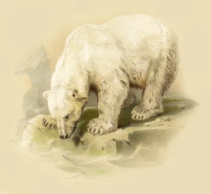 Framed Print : Polar Bear engraving 1888 Framed Print : Polar Bear engraving 1888