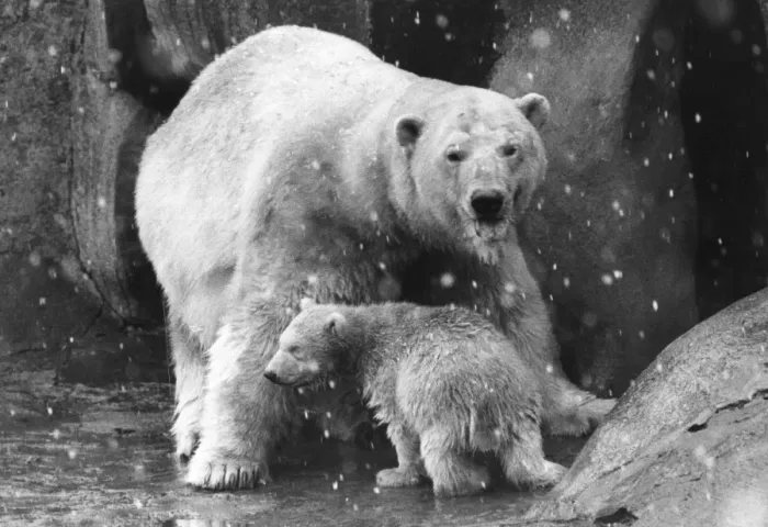 Framed Print : Polar Bear Family Framed Print : Polar Bear Family