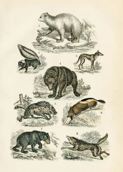 Framed Print : Polar bear, grizzly, wolf, jackal, hyena, skunk engraving 1872 Framed Print : Polar bear, grizzly, wolf, jackal, hyena, skunk engraving 1872