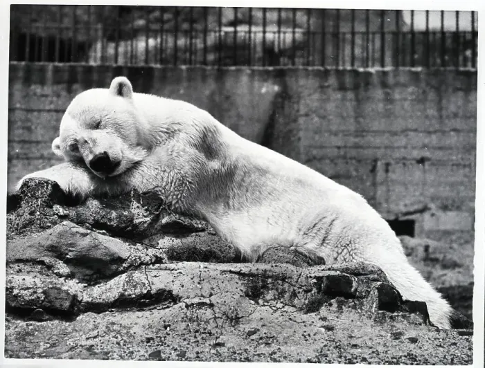 Framed Print : Polar Bear Sleeping in London Zoo Framed Print : Polar Bear Sleeping in London Zoo