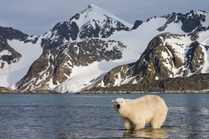 Framed Print : Polar Bear, Svalbard, Norway