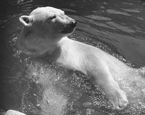 Polar bear swimming in water, (B&W), close-up