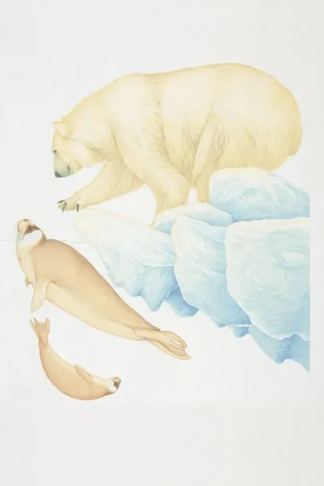 Framed Print : Polar Bear (ursus maritimus), extending out paw and crouching forward, side view Framed Print : Polar Bear (ursus maritimus), extending out paw and crouching forward, side view