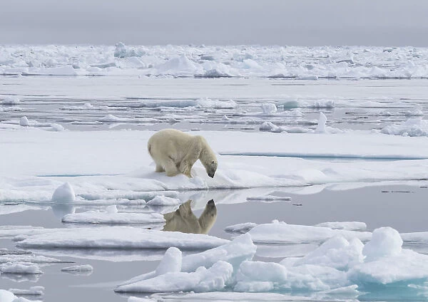 Polar bear (Ursus maritimus) looking at reflection, Svalbard, Norway