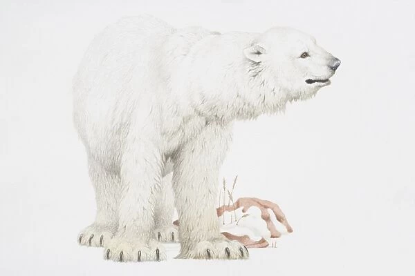 Polar bear (Ursus Maritimus) standing with its head turned to right