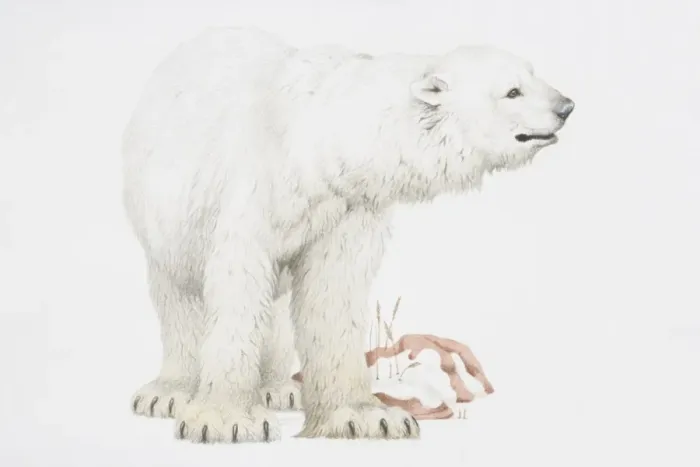 Framed Print : Polar bear (Ursus Maritimus) standing with its head turned to right Framed Print : Polar bear (Ursus Maritimus) standing with its head turned to right