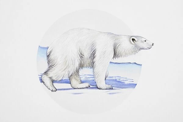 Polar bear (Ursus maritimus), walking on ice