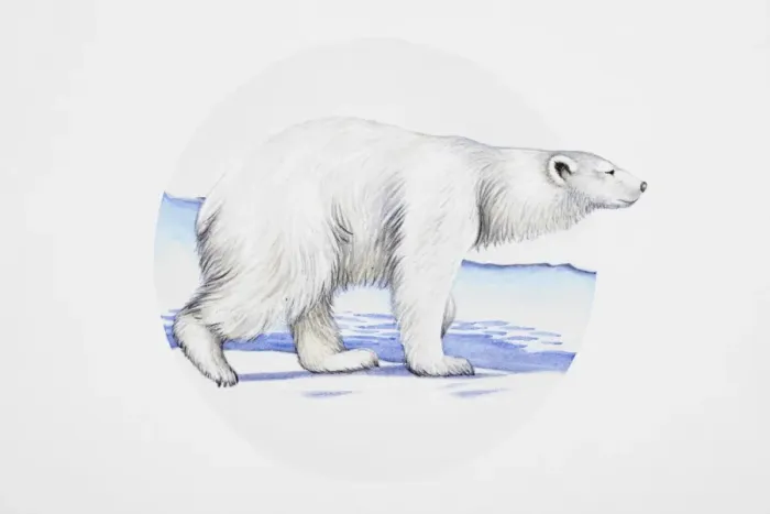 Framed Print : Polar bear (Ursus maritimus), walking on ice Framed Print : Polar bear (Ursus maritimus), walking on ice