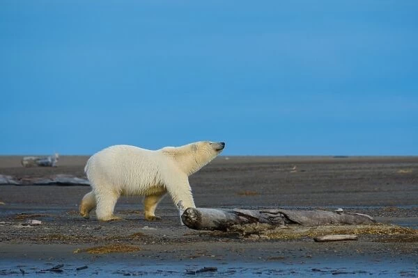 Polar Bear walking at the Alaska beach