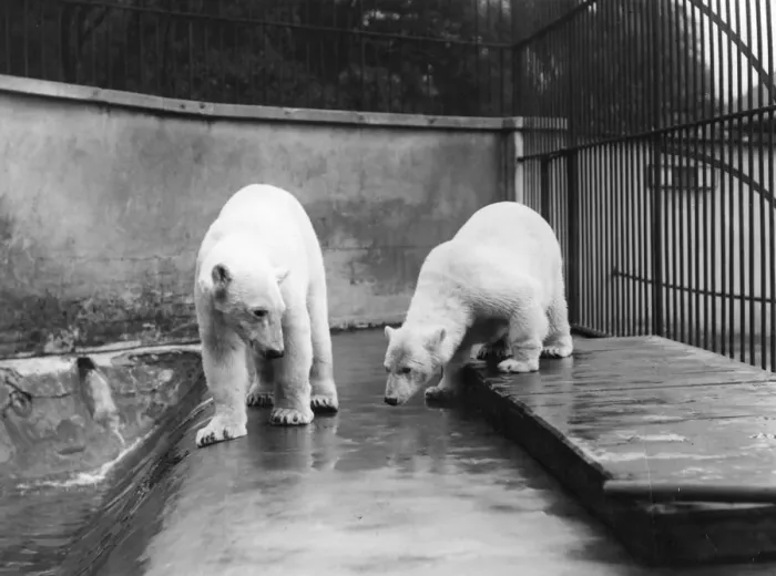Framed Print : Polar Bears Framed Print : Polar Bears