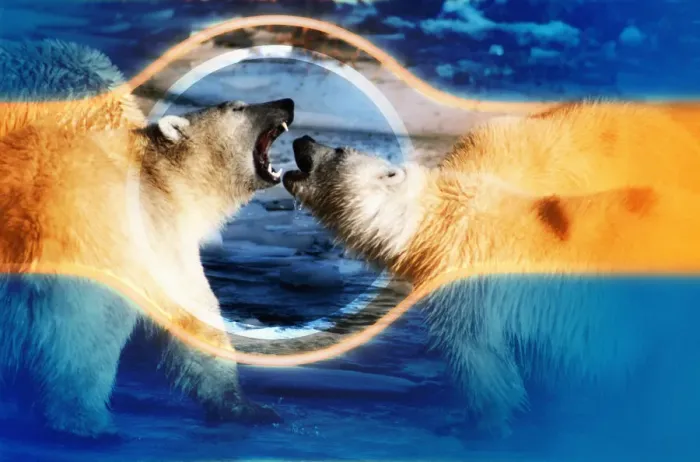 Framed Print : Polar Bears