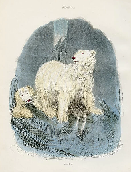 Polar bears engraving 1893