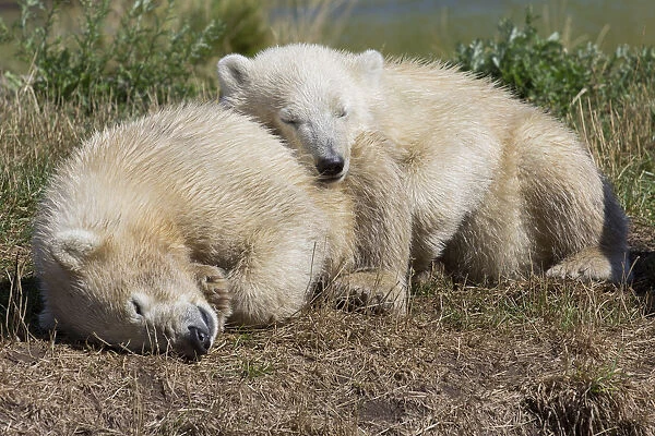 Polar Bears -Ursus maritimus-, cubs, in Skandinavisk Dyrepark or Scandinavian Wildlife Park, Jutland, Denmark