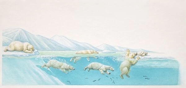 Polar Bears, Ursus maritimus, diving under water for fish and resting on ice at glacier edge, side view