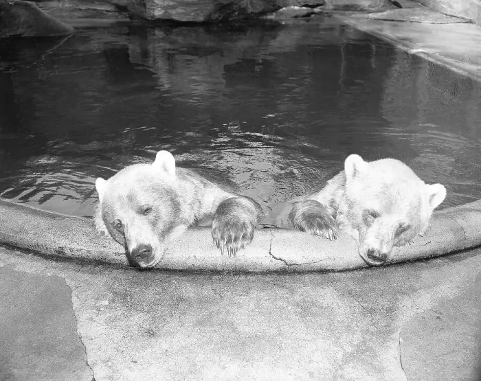 Framed Print : Polar Bears in Zoo Pool Framed Print : Polar Bears in Zoo Pool