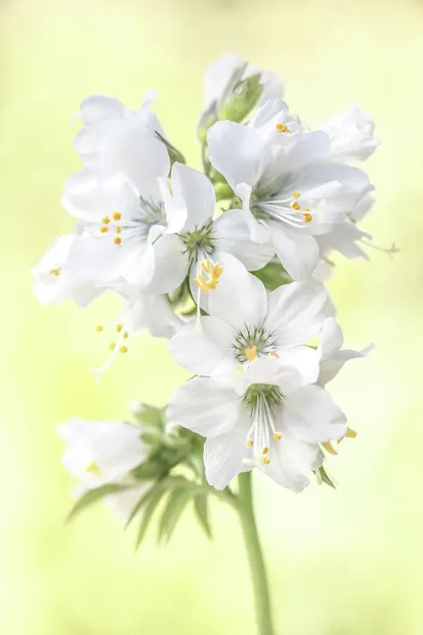 Framed Print : Polemonium Caeruleum Framed Print : Polemonium Caeruleum