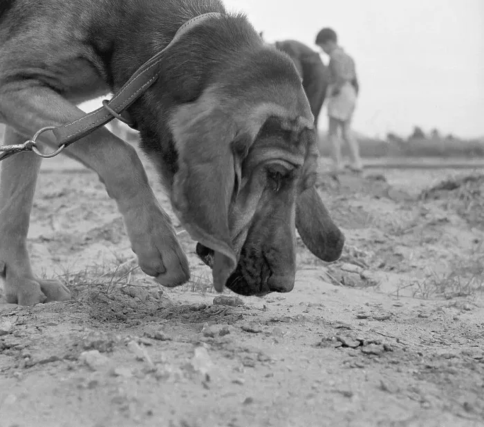 Framed Print : A Police Bloodhound Framed Print : A Police Bloodhound