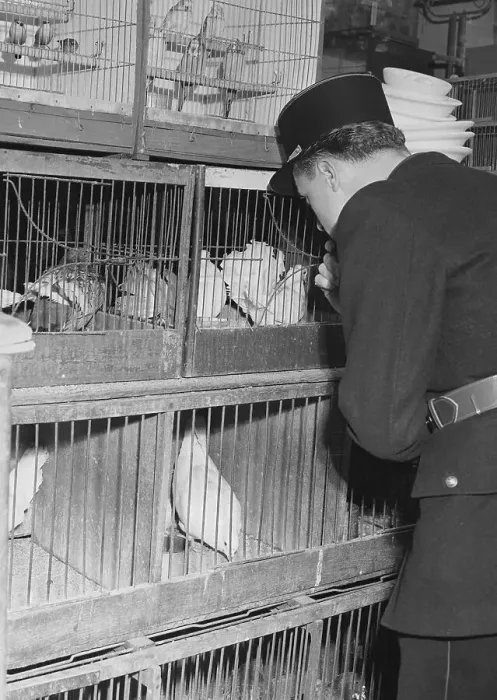 Framed Print : Police Check Pigeons In Paris Framed Print : Police Check Pigeons In Paris