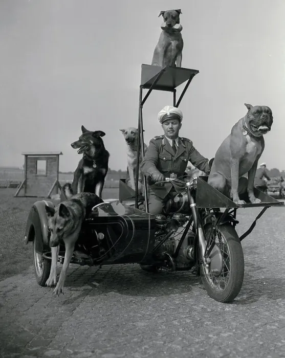 Framed Print : Police Dogs on Motorcycle Framed Print : Police Dogs on Motorcycle