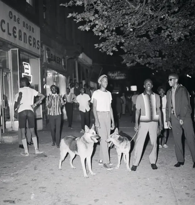 Framed Print : Police with Dogs Patrol Harlem Streets Framed Print : Police with Dogs Patrol Harlem Streets